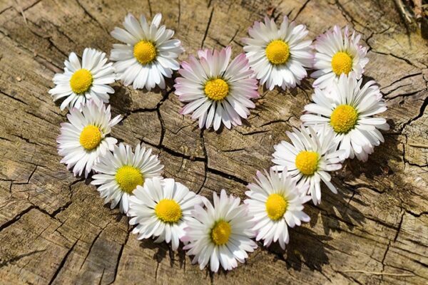 Simpatias para o Amor